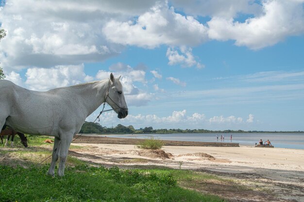 Weißes Pferd am Strand