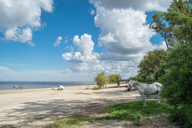 Weißes Pferd am Strand