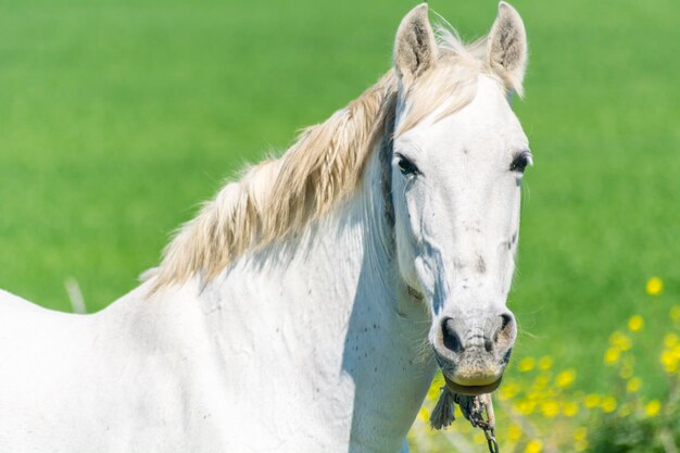 Weißes Pferd auf dem Land