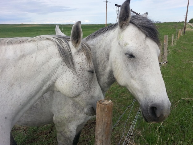 Weißes Pferd auf der Ranch