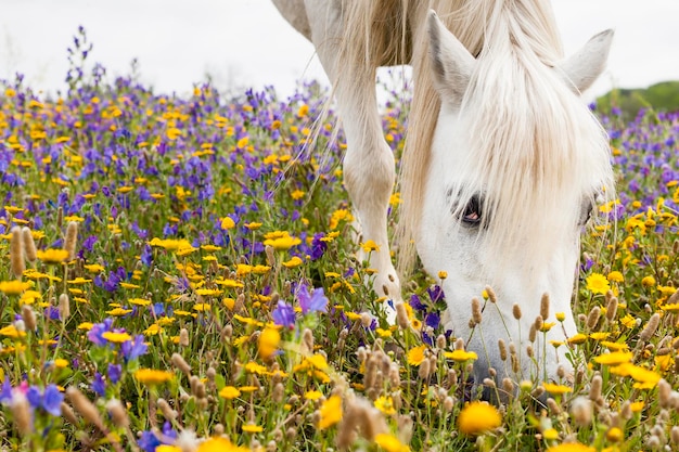 Foto weißes pferd auf einem feld