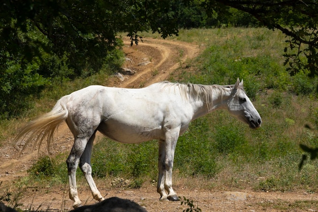 Weißes Pferd auf einer Alm Tiere in freier Wildbahn