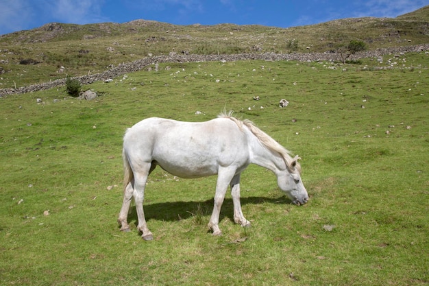 Weißes Pferd bei Lettermash, Connemara, Galway, Irland