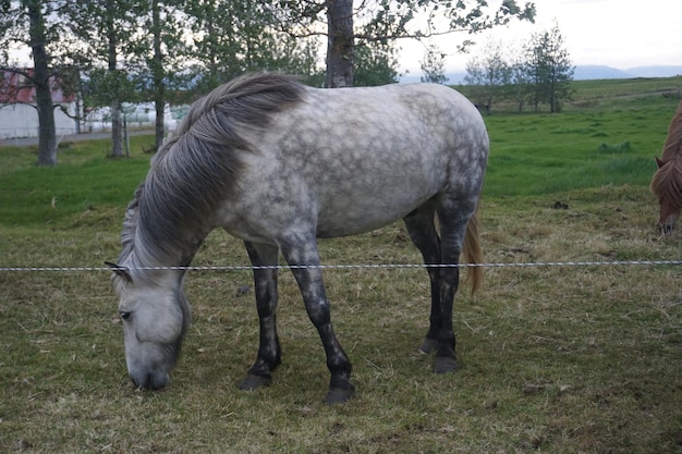 Weißes Pferd, das auf der Weide steht und Gras frisst