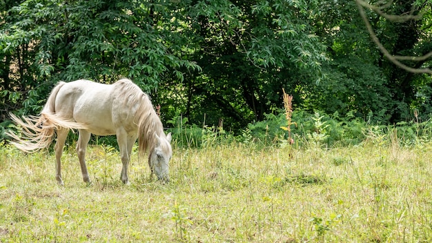 Weißes Pferd, das auf der Weide weidet