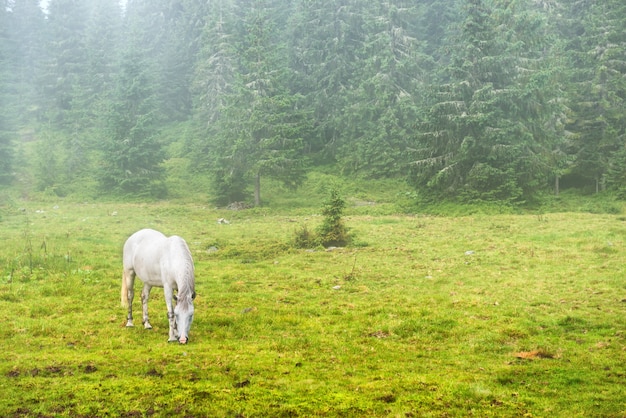 Weißes Pferd, das auf einer grünen Wiese mit Nebel weidet