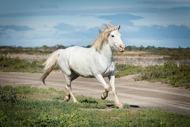 Weißes Pferd läuft im Land der Camargue