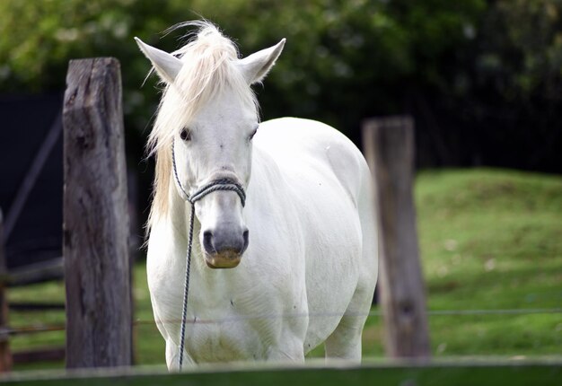 Weißes Pferd steht auf dem Feld