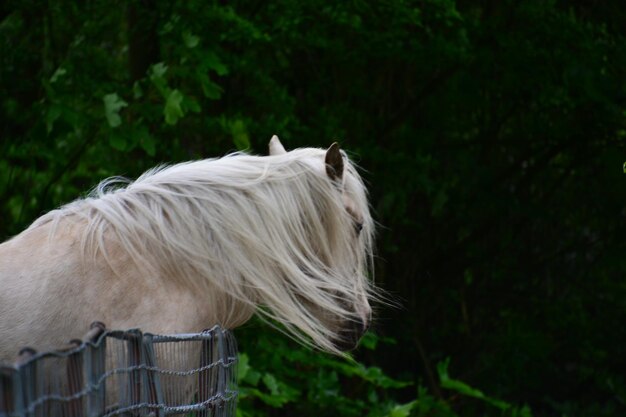 Foto weißes pferd