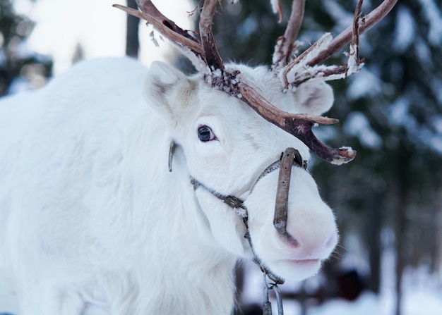 Weißes Rentier im Kabelbaum auf Winterfarm in Rovaniemi, Lappland, Nordfinnland