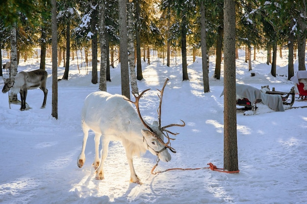 Weißes Rentier im Winterhof in Rovaniemi, Lappland, Nordfinnland