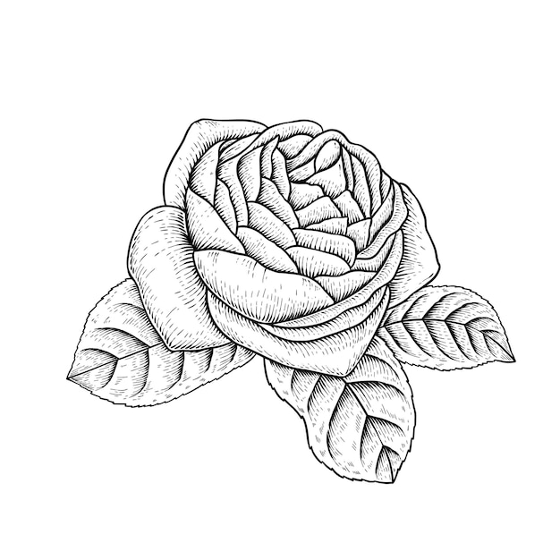 Weißes Rosensticker-Designelement mit Überlagerung