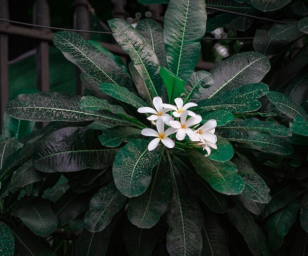 Weißes schönes Blumenbild hd