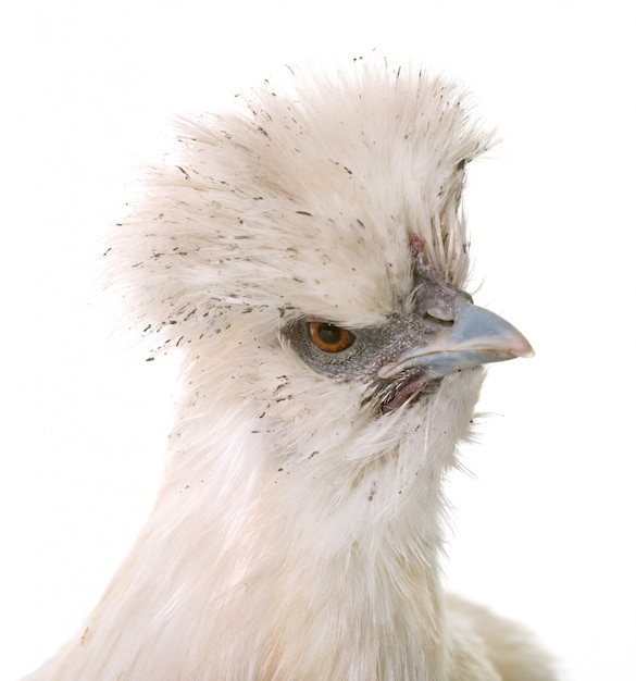 weißes silkie Huhn