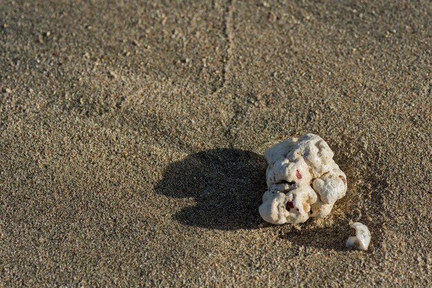 Weißes Stück einer Koralle im Sand vom Strand im Urlaub