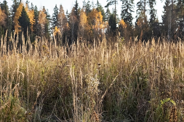 Weißes, trockenes, flauschiges Herbstgras aus nächster Nähe