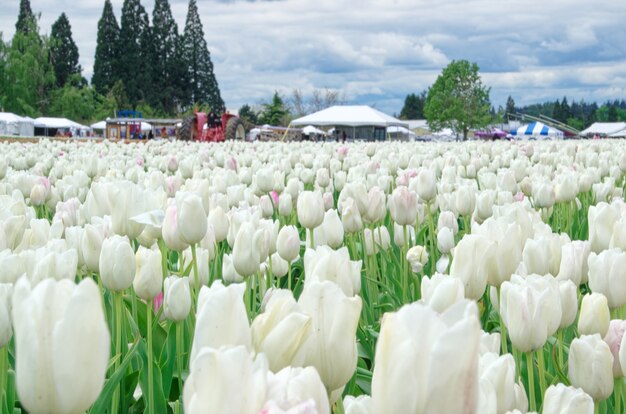 Weißes Tulpenfeld mit bewölktem Himmel