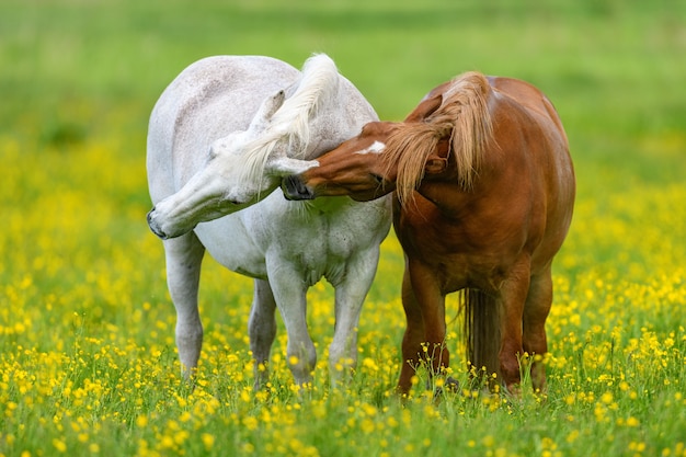 Weißes und braunes Pferd auf gelbem Blumenfeld. Nutztiere auf der Wiese