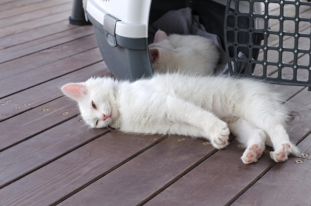 Weißes und flauschiges türkisches Angora-Kätzchen schläft und dehnt sich aus