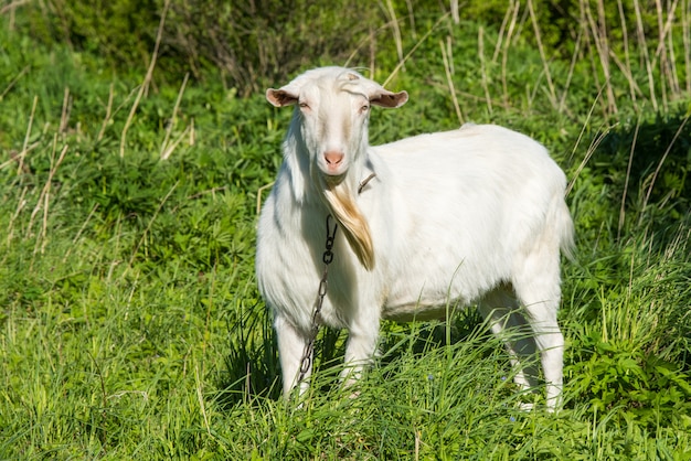 weißes Ziegenporträt auf dem Bauernhof im Freien.