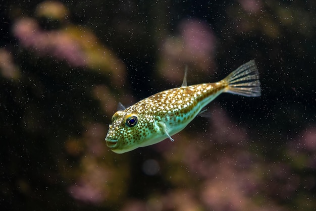 Foto weißfleckiger kugelfisch oder arothron hispidus im meeraquarium