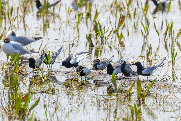 Weißflügelseeschwalben ruhen zwischen Möwen