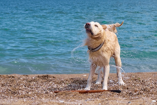 Weißgoldener Labrador Retriever Hund am Strand