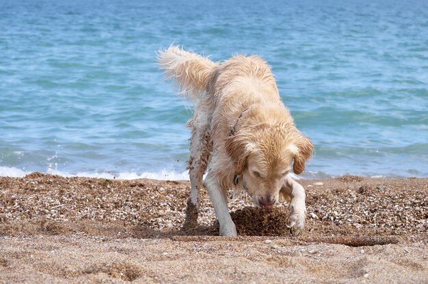 Weißgoldener Labrador Retriever Hund am Strand