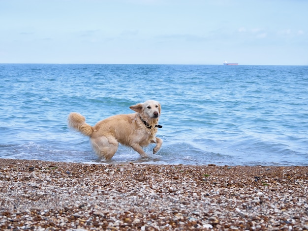 Weißgoldener Labrador Retriever Hund am Strand