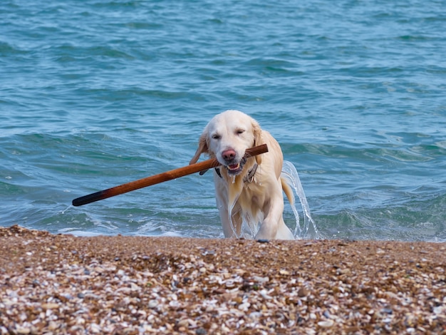 Weißgoldener Labrador Retriever Hund am Strand