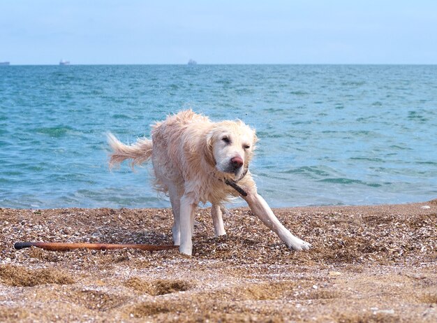 Weißgoldener Labrador Retriever Hund am Strand