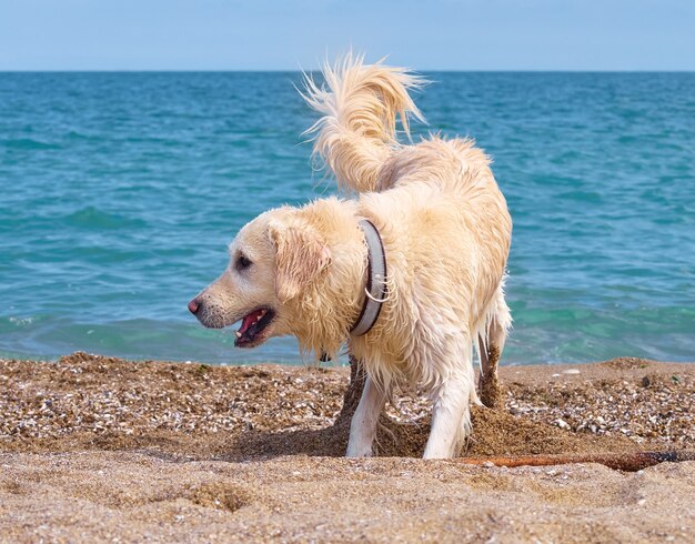 Weißgoldener Labrador Retriever Hund am Strand