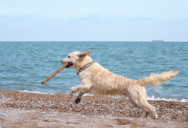 Weißgoldener Labrador-Retriever-Hund am Strand