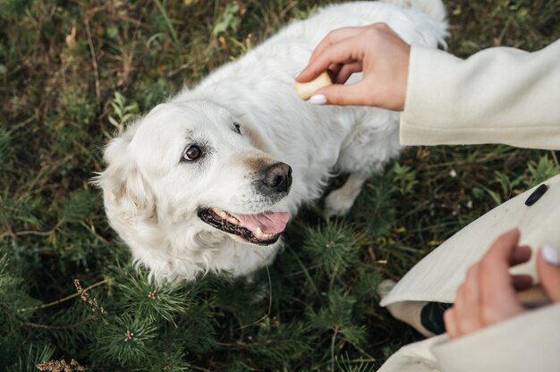 Weißgoldener Retrieverhund, der auf den Hundegenuss schaut