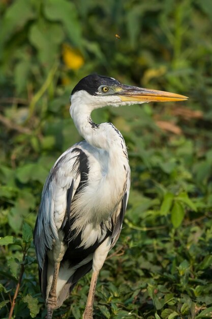 Weißhalsreiher Pantanal Brasilien