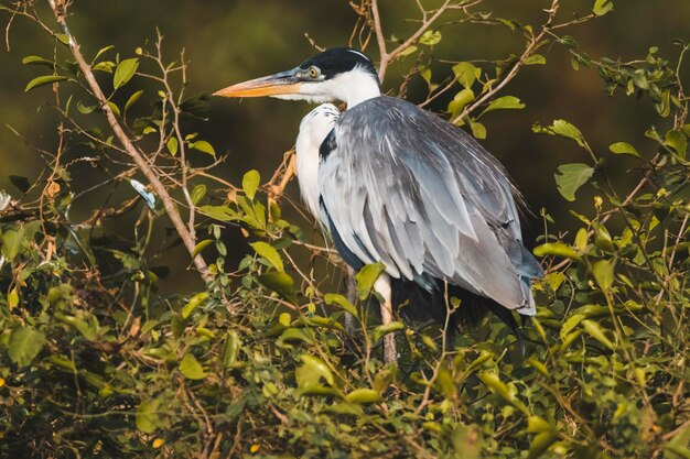 Weißhalsreiher Pantanal Brasilien