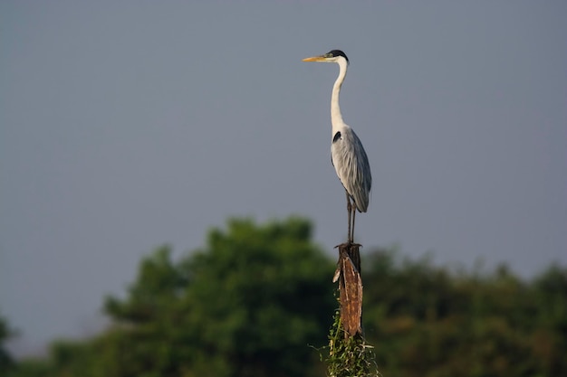 Weißhalsreiher Pantanal Brasilien