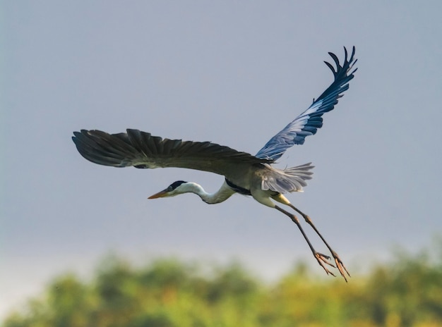 Weißhalsreiher Pantanal Brasilien