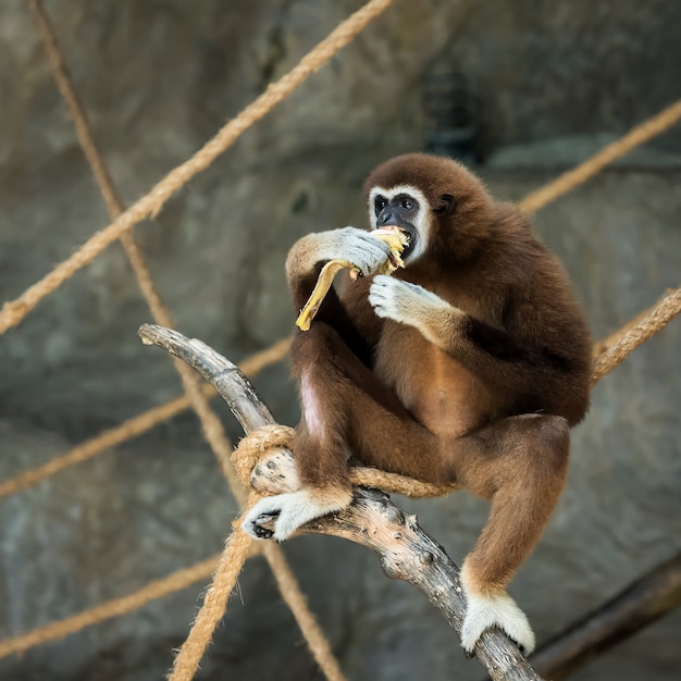 Weißhandgibbon.