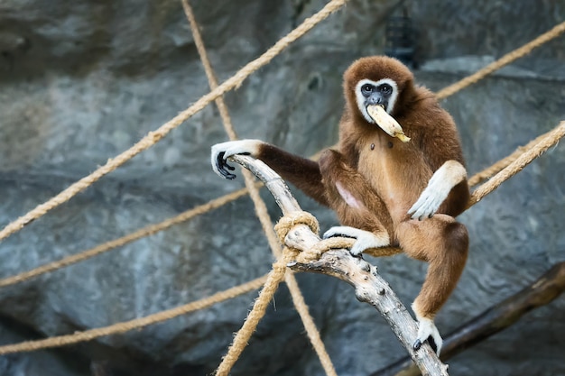 Weißhandgibbon.