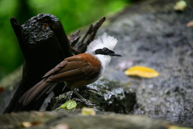 Weißhaubenlachdrossel suchen in der Nähe eines Teiches im großen Wald nach Nahrung.