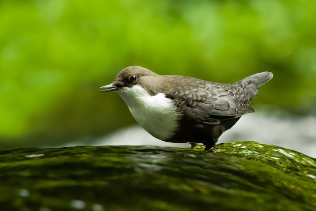 Weißkehlschöpflöffel, der im Wasser steht