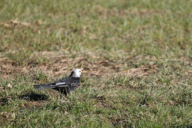 Weißköpfige Amsel im Gras auf der Suche nach Nahrung