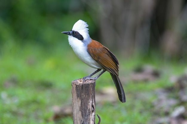 Weißköpfige Laughingthrush; Garrulax leucolophus, reizender Vogel.