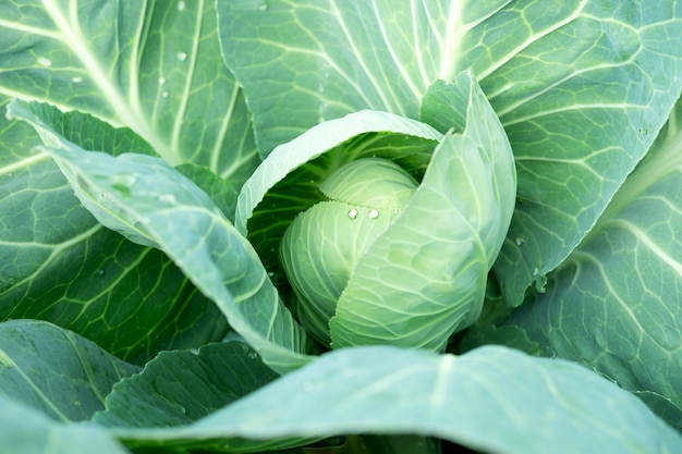 Weißkohl, Der In Einem Gemüsegarten Wächst