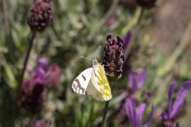 Weißkohlschmetterling auf einer französischen Lavendelblume