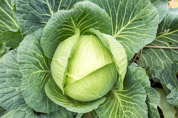 Weißkopfkohl in Linie wächst auf dem Feld, in der Landwirtschaft