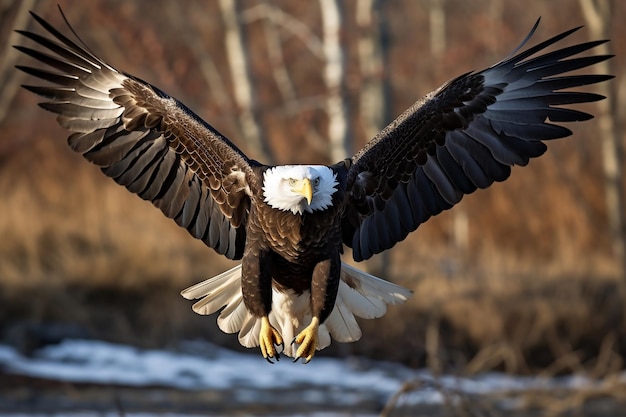 Weißkopfseeadler schwebt im Flug, aufgenommenes Foto, generative KI