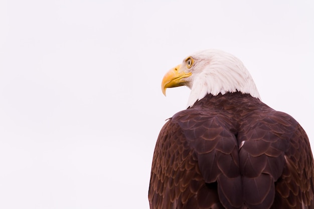 Weißkopfseeadler von Nordamerika in Gefangenschaft.