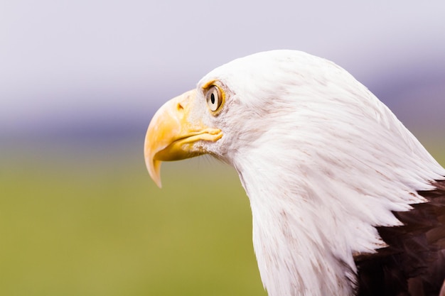 Weißkopfseeadler von Nordamerika in Gefangenschaft.